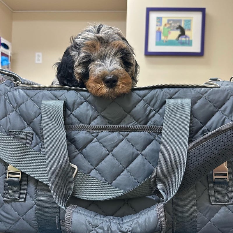 rocket & rex Dog Carrier Airline Approved. Soft-Sided Cat Carrier, Pet Carrier. Everyday Use, Car, Plane Travel. Collapsible, Rigid Frame for Easy Storage. - Image 5